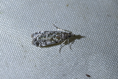 Eudonia philerga