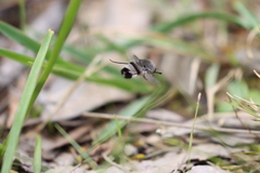 Meomyia sericans