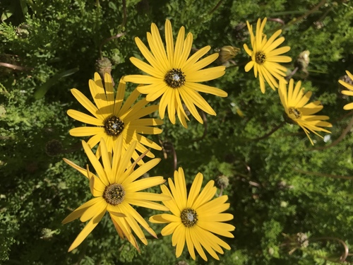 Ursinia speciosa
