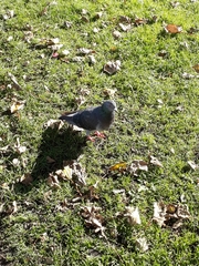 Columba livia domestica
