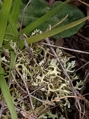 Xanthoparmelia reptans