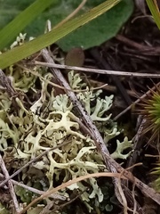 Xanthoparmelia reptans