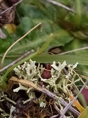 Xanthoparmelia reptans