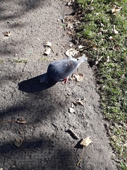 Columba livia domestica