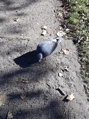 Columba livia domestica