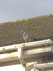 Columba palumbus