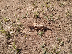 Agama armata