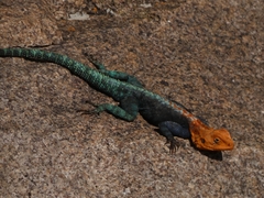 Agama kirkii