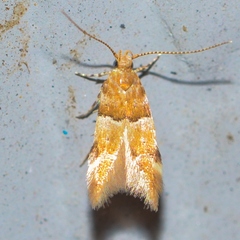 Theisoa constrictella