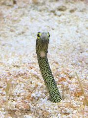 Heteroconger