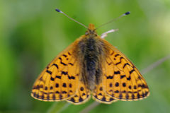 Boloria pales