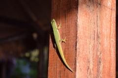 Phelsuma quadriocellata bimaculata