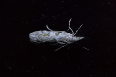 Scoparia halopis