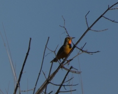 Macronyx capensis stabilior