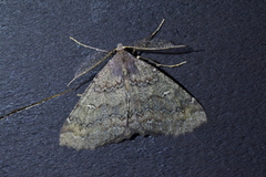 Cleora scriptaria