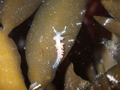 Coryphellina albomarginata