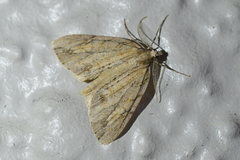 Pseudocoremia lupinata