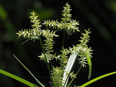 Cyperus pilosus