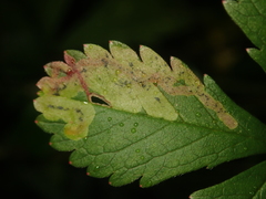 Agromyza sulfuriceps