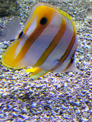 Chaetodontidae