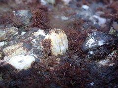 Austromegabalanus nigrescens