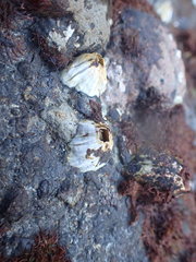 Austromegabalanus nigrescens