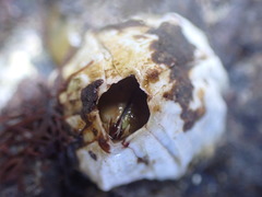 Austromegabalanus nigrescens