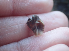 Cominella accuminata