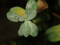 Erysiphe hyperici