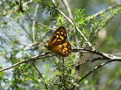 Heteronympha paradelpha