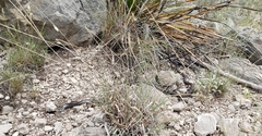Masticophis taeniatus girardi