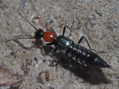 Paederidus ruficollis