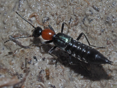 Paederidus ruficollis