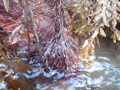 Melanthalia abscissa