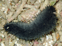 Holothuria leucospilota