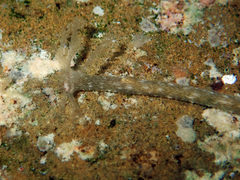 Synaptula