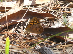 Heteronympha paradelpha