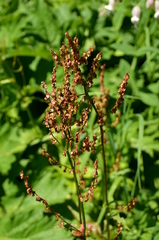 Rumex arifolius