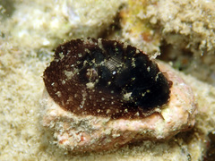 Vetigastropoda