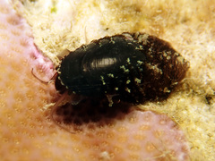 Vetigastropoda
