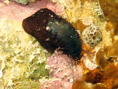 Vetigastropoda