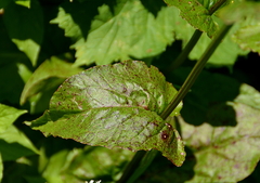 Rumex arifolius