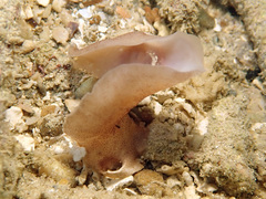 Stylochoidea