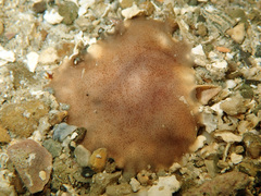Stylochoidea
