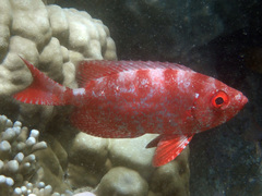 Priacanthidae