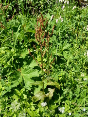 Rumex arifolius