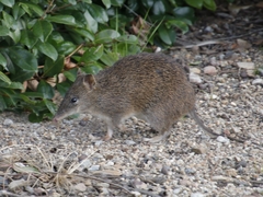 Isoodon obesulus obesulus