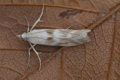 Bradyrrhoa gilveolella
