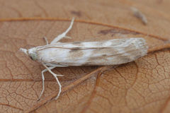 Bradyrrhoa gilveolella