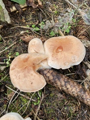 Fungi
